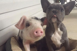 Piggy та французький бульдог цуценя став друзями Piggy та французький бульдог цуценя став друзями